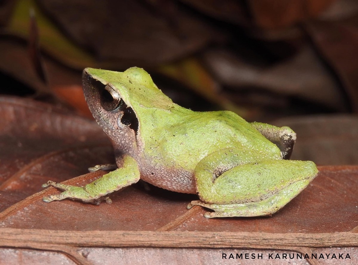 Pseudophilautus zorro Manamendra-Arachchi & Pethiyagoda, 2005